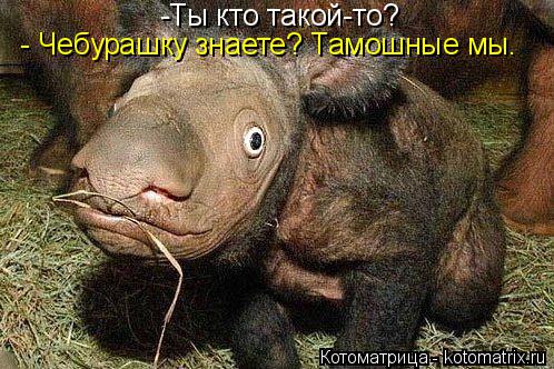 Котоматрица: -Ты кто такой-то? - Чебурашку знаете? Тамошные мы.