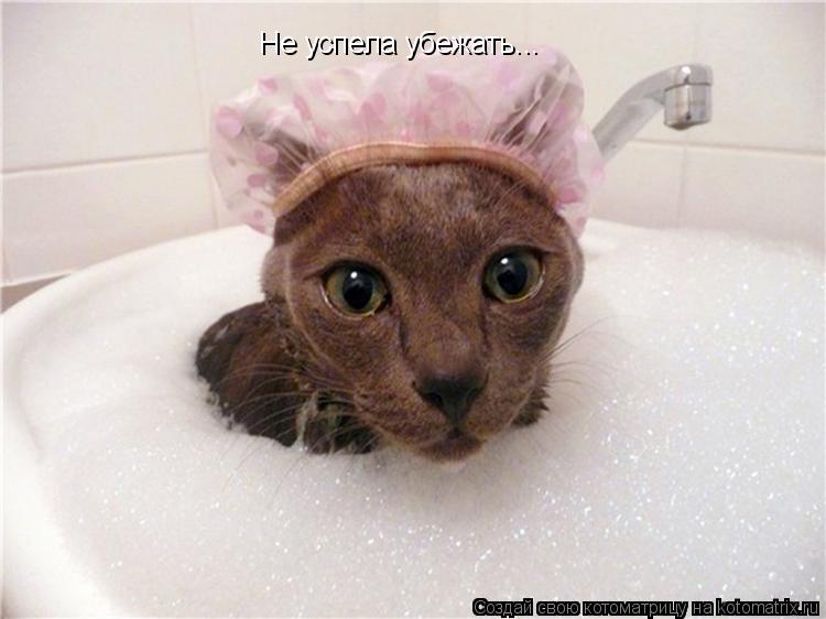 Котоматрица: Не успела убежать...