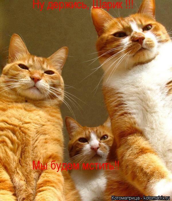 Котоматрица: Ну держись, Шарик !!!  Мы будем мстить!!