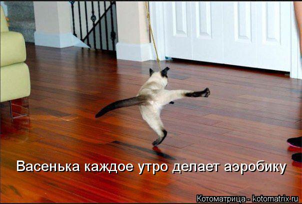 Котоматрица: Васенька каждое утро делает аэробику