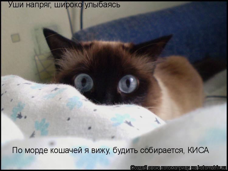 Котоматрица: Уши напряг, широко улыбаясь По морде кошачей я вижу, будить собирается, КИСА