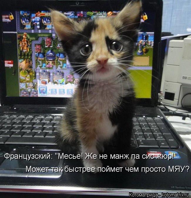 Котоматрица: Французский: "Месье! Же не манж па сис жюр!"  Может так быстрее поймет чем просто МЯУ?