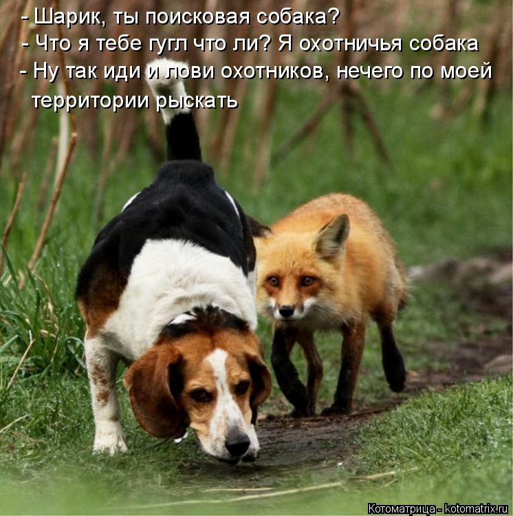Котоматрица: - Шарик, ты поисковая собака? - Что я тебе гугл что ли? Я охотничья собака - Ну так иди и лови охотников, нечего по моей  территории рыскать