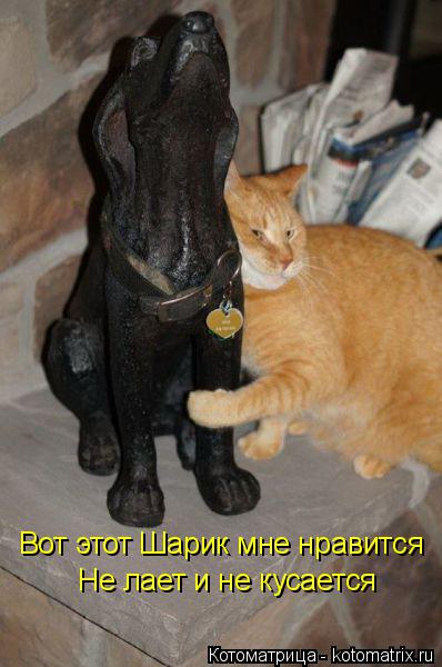 Котоматрица: Вот этот Шарик мне нравится Не лает и не кусается