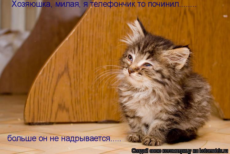 Котоматрица: Хозяюшка, милая, я телефончик то починил........ больше он не надрывается.....