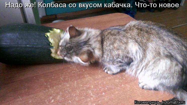Котоматрица: Надо же! Колбаса со вкусом кабачка. Что-то новое