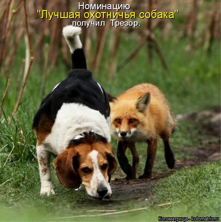 Котоматрица: Номинацию "Лучшая охотничья собака" получил  Трезор.