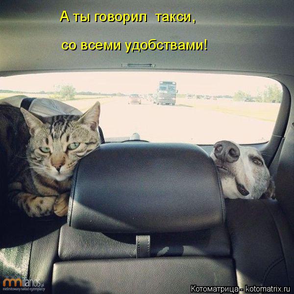 Котоматрица: А ты говорил  такси, со всеми удобствами!