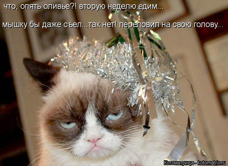 мышку бы даже съел...так нет! переловил на свою голову... что, опять оливье?! вторую неделю едим...... Котоматрица: мышку бы даже съел...так нет! переловил на свою голову... что, опять оливье?! вторую неделю едим...