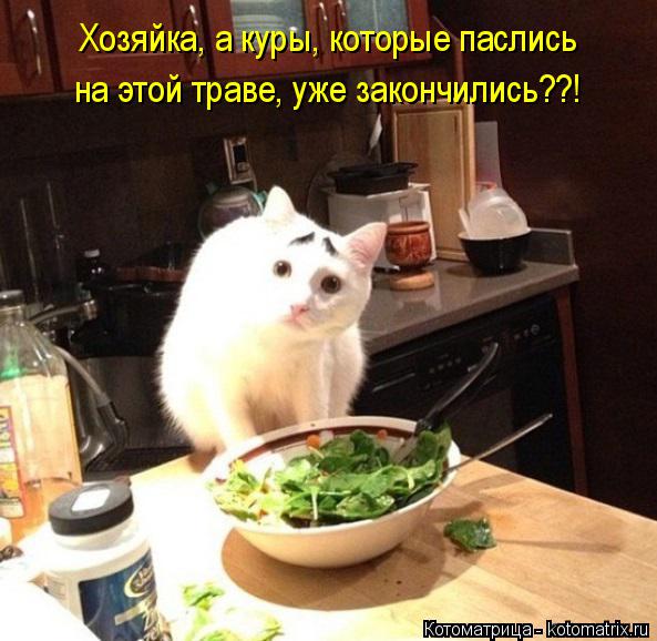 Котоматрица: Хозяйка, а куры, которые паслись  на этой траве, уже закончились??!