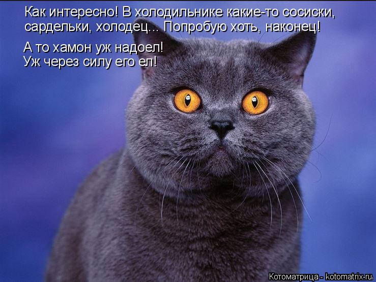 Котоматрица: Как интересно! В холодильнике какие-то сосиски,  сардельки, холодец... Попробую хоть, наконец! А то хамон уж надоел! Уж через силу его ел!