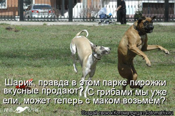 Котоматрица: Шарик, правда в этом парке пирожки  вкусные продают? С грибами мы уже  ели, может теперь с маком возьмём?