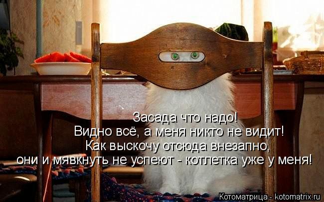 Котоматрица: Засада что надо!  Видно всё, а меня никто не видит! Как выскочу отсюда внезапно,  они и мявкнуть не успеют - котлетка уже у меня!