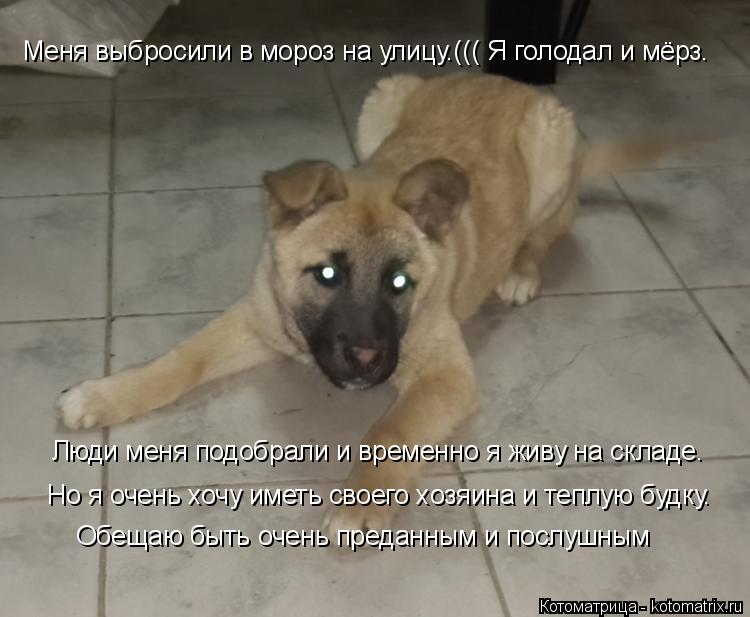 Котоматрица: Меня выбросили в мороз на улицу.((( Я голодал и мёрз. Люди меня подобрали и временно я живу на складе. Но я очень хочу иметь своего хозяина и те