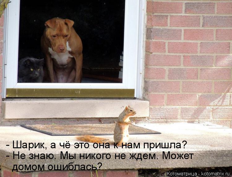 Котоматрица: - Шарик, а чё это она к нам пришла? - Не знаю. Мы никого не ждем. Может домом ошиблась?