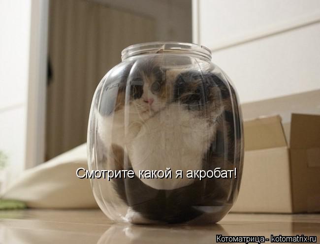 Котоматрица: Смотрите какой я акробат!
