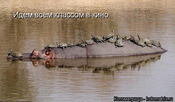 Идем всем классом в кино.... Котоматрица: Идем всем классом в кино.