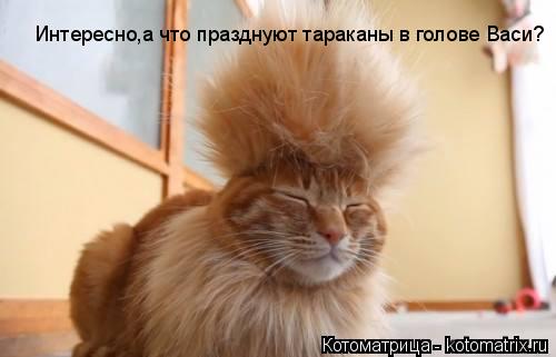 Котоматрица: Интересно,а что празднуют тараканы в голове Васи?