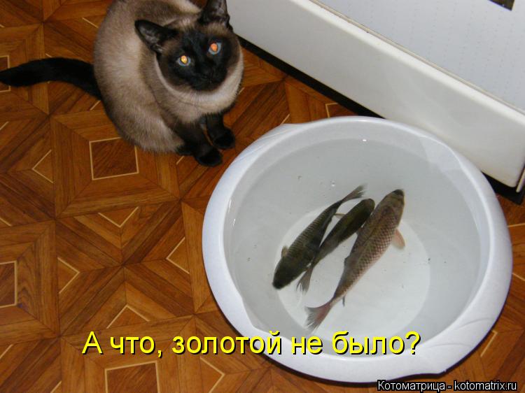 Котоматрица: А что, золотой не было?