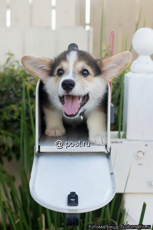 Котоматрица: @ post.ru