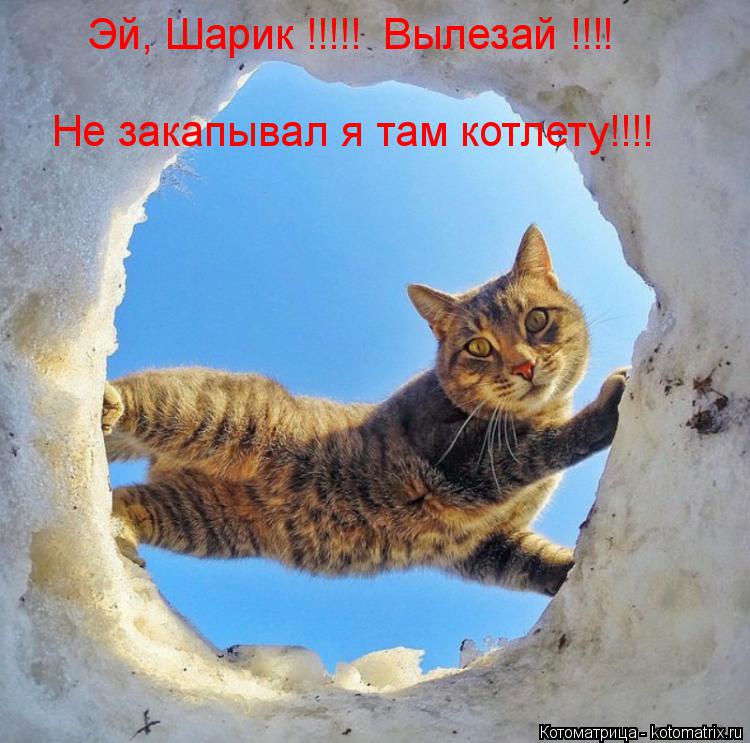 Котоматрица: Эй, Шарик !!!!!  Вылезай !!!!  Не закапывал я там котлету!!!!