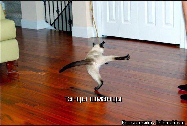 Котоматрица: танцы шманцы