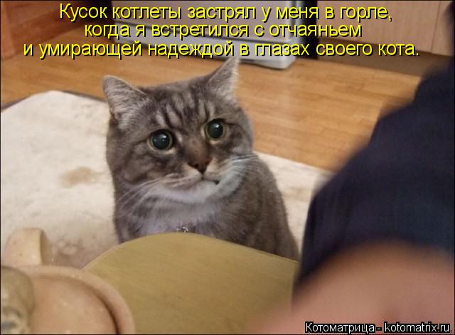 Котоматрица: Кусок котлеты застрял у меня в горле,  когда я встретился с отчаяньем  и умирающей надеждой в глазах своего кота.