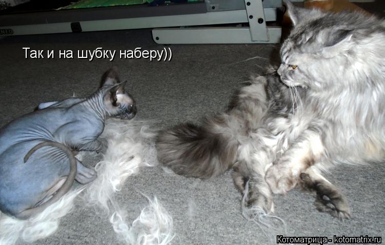 Котоматрица: Так и на шубку наберу))