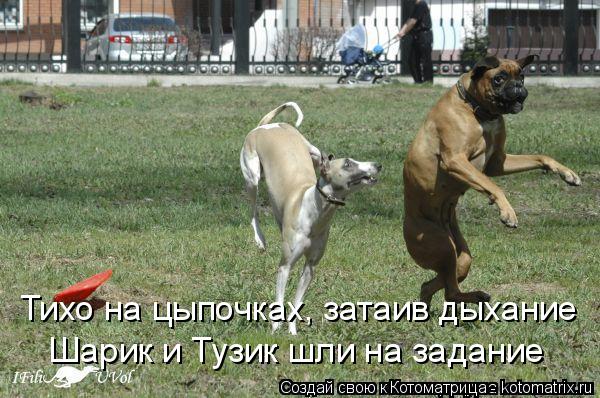Котоматрица: Тихо на цыпочках, затаив дыхание Шарик и Тузик шли на задание