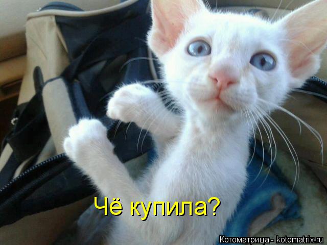Котоматрица: Чё купила?