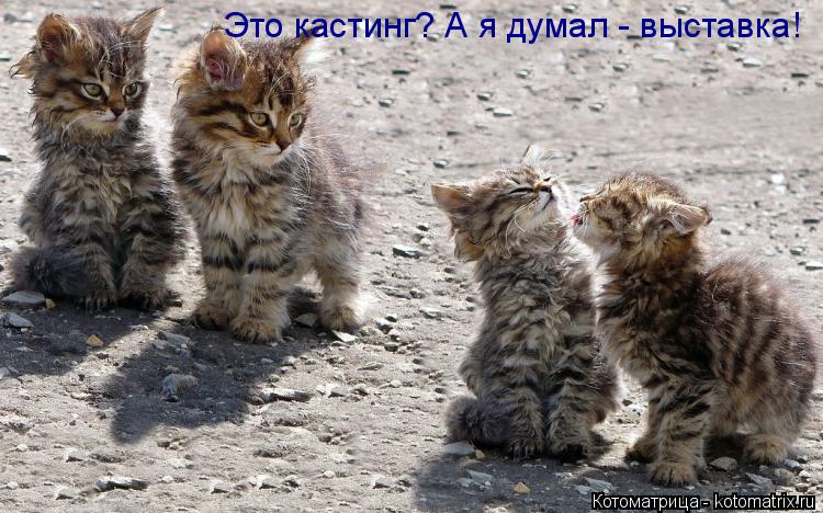 Котоматрица: Это кастинг? А я думал - выставка!