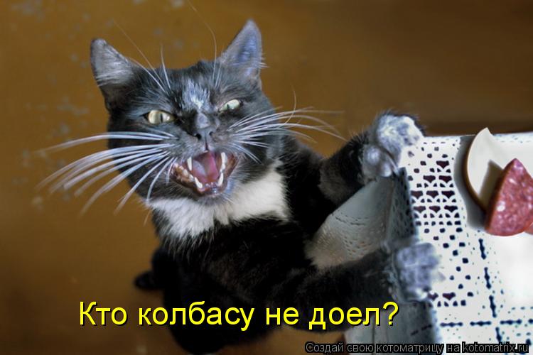 Котоматрица: Кто колбасу не доел?