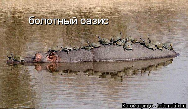 Котоматрица: болотный оазис