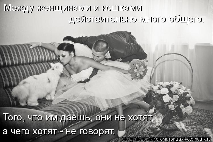 Котоматрица: Между женщинами и кошками  действительно много общего. Того, что им даешь, они не хотят, а чего хотят - не говорят.