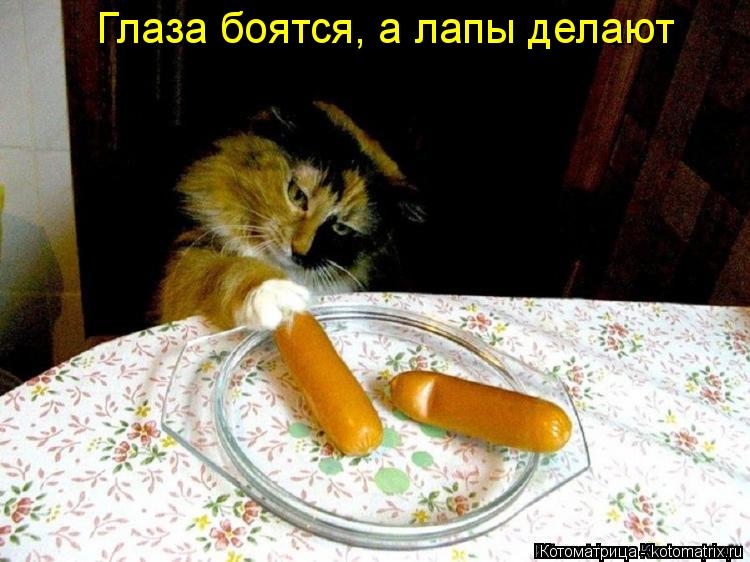 Котоматрица: Глаза боятся, а лапы делают