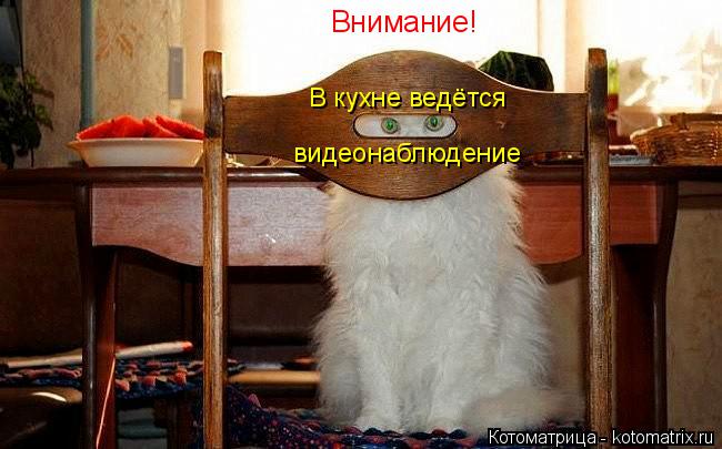 Котоматрица: Внимание! В кухне ведётся видеонаблюдение