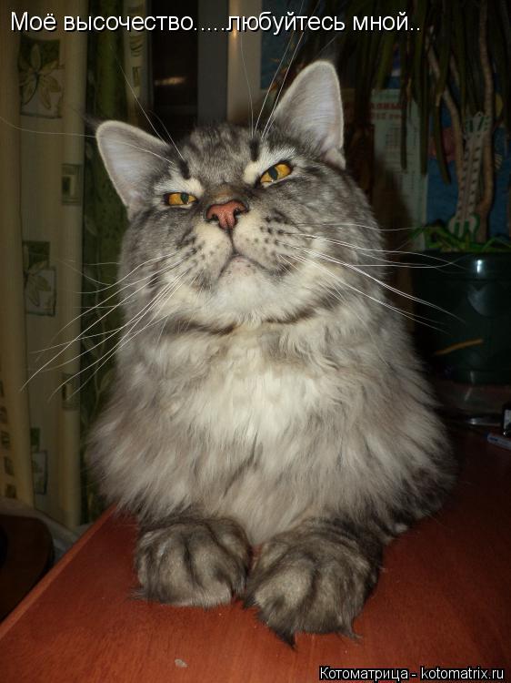Котоматрица: Моё высочество.....любуйтесь мной..