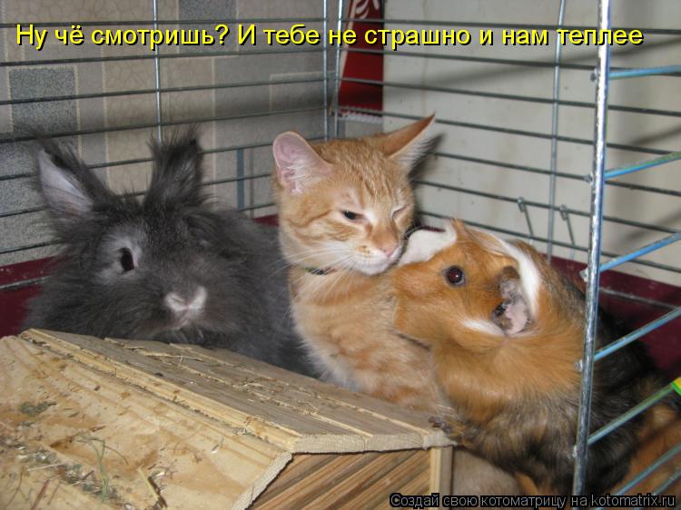 Котоматрица: Ну чё смотришь? И тебе не страшно и нам теплее