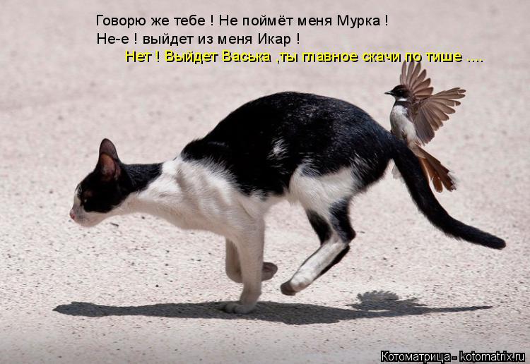 Котоматрица: Говорю же тебе ! Не поймёт меня Мурка ! Не-е ! выйдет из меня Икар ! Нет ! Выйдет Васька ,ты главное скачи по тише ....