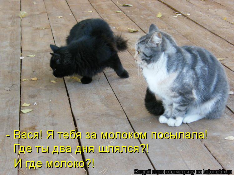 Котоматрица: - Вася! Я тебя за молоком посылала! Где ты два дня шлялся?! И где молоко?!