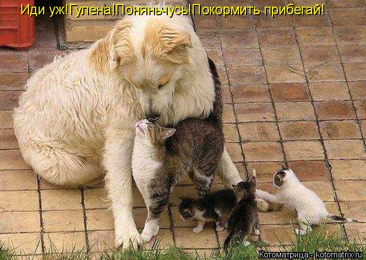 Котоматрица: Иди уж!Гулена!Поняньчусь!Покормить прибегай!