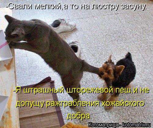 Котоматрица: -Свали мелкий,а то на люстру засуну. -Я штрашный шторежевой пёш,и не  допущу ражграбления хожайского добра.
