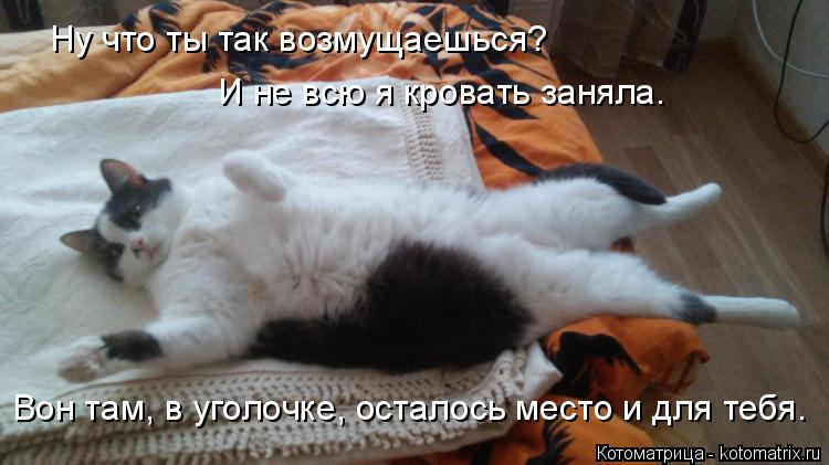 Котоматрица: Ну что ты так возмущаешься? И не всю я кровать заняла. Вон там, в уголочке, осталось место и для тебя.