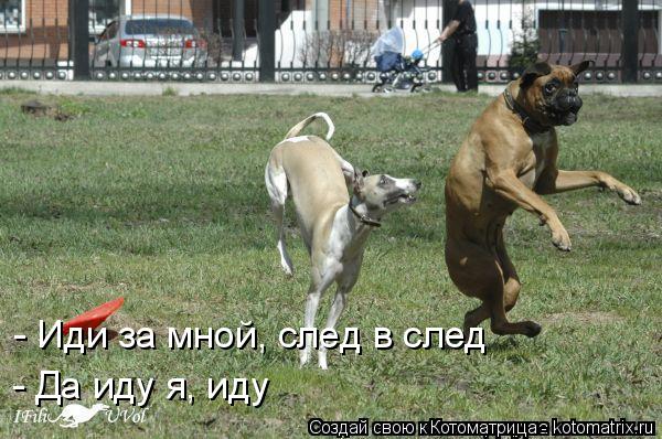 Котоматрица: - Иди за мной, след в след - Да иду я, иду