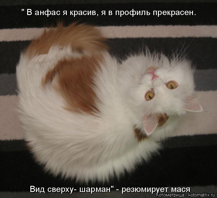 Котоматрица: " В анфас я красив, я в профиль прекрасен. Вид сверху- шарман" - резюмирует мася