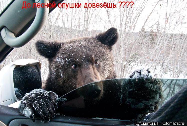 Котоматрица: До лесной опушки довезёшь ????