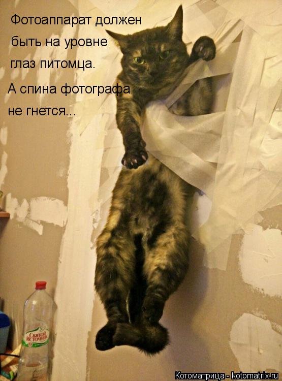 Фотоаппарат должен быть на уровне глаз питомца. А спина фотографа не гнется...... Котоматрица: Фотоаппарат должен быть на уровне глаз питомца. А спина фотографа не гнется...