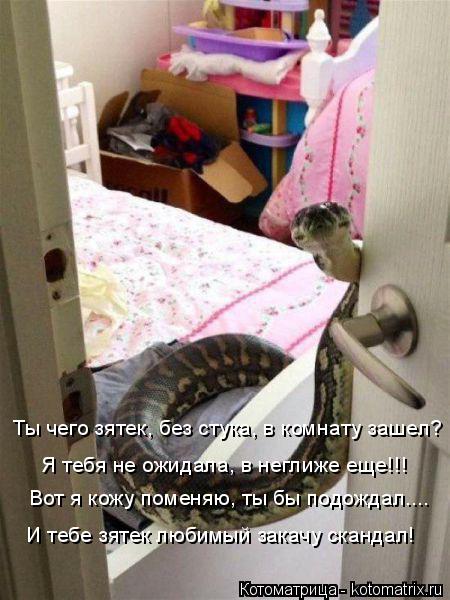 Котоматрица: Я тебя не ожидала, в неглиже еще!!! Вот я кожу поменяю, ты бы подождал.... И тебе зятек любимый закачу скандал! Ты чего зятек, без стука, в комнат