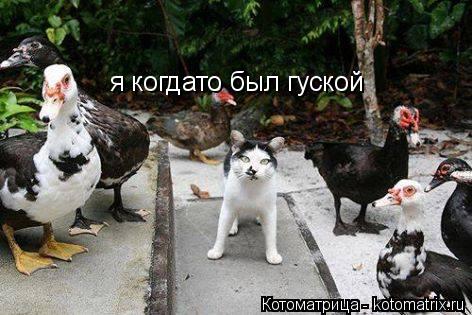 Котоматрица: я когдато был гуской