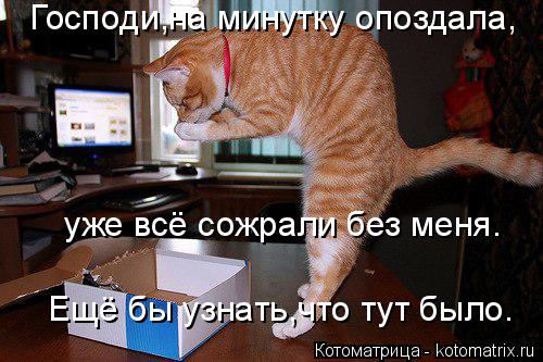 Котоматрица: Господи,на минутку опоздала, уже всё сожрали без меня. Ещё бы узнать,что тут было.